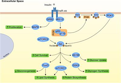 Insulin: Trigger and Target of Renal Functions